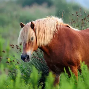 Comtois Horse (Equus caballus). Camargue reserve, Rhone, France, September Comtois Horse (Equus caballus). Camargue reserve, Rhone, France, September