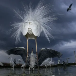 Confrontation between a great egret (Ardea alba) and grey heron (Ardea cinerea), Lake Csaj