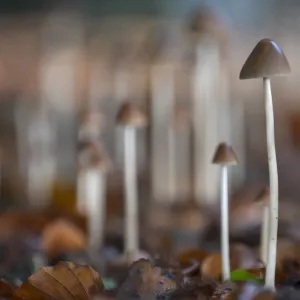 Conical brittlestem fungus (Psathyrella conopilus), Peerdsbos, Brasschaat, Belgium