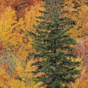 Conifer amongst deciduous autumnal forest, Ordesa y Monte Perdido National Park, Huesca Conifer amongst deciduous autumnal forest, Ordesa y Monte Perdido National Park, Huesca