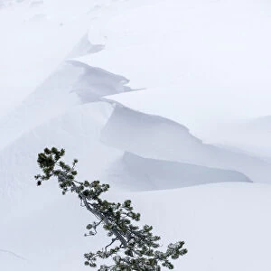 Conifer sapling emerging from snow drift with cornice. Hayden Valley, Yellowstone National Park