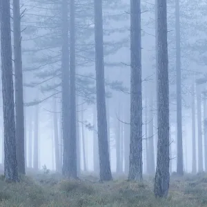 Coniferous forest in mist at Bolderwood. New Forest National Park, Hampshire, England