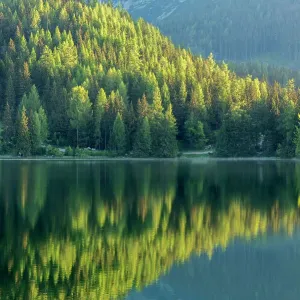 Kiefernwälder im Wasser reflektiert, Strbské Pleso bei den Tatrasch Bergen in der Slowakei Juni 2013 Kiefernwälder im Wasser reflektiert, Strbské Pleso bei den Tatrasch Bergen in der Slowakei Juni 2013
