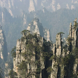 Conifers on sandstone pinnacles, Imperial Pen Peak, Emperor Peak, Zhangjiajie National Forest Park