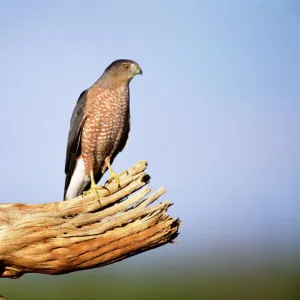 Coopers hawk {Accipiter cooperii} on Saguaro cactus skeleton, Arizona, USA