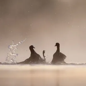 Coot (Fulica atra) two fighting in a territorial dispute during the breeding season on a Coot (Fulica atra) two fighting in a territorial dispute during the breeding season on a
