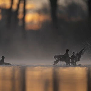Coots (Fulica Atra) fighting in early morning light. Valkenhorst Nature Reserve, The Netherlands, Europe. April