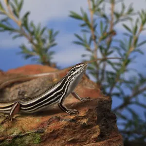 Copper-tailed skink (Ctenotus taeniolatus) on rock. New South Wales, Australia Copper-tailed skink (Ctenotus taeniolatus) on rock. New South Wales, Australia