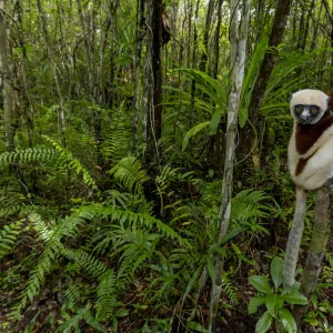 Coquerels sifaka (Propithecus coquereli) Palmarium, Atsinanana, Madagascar