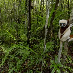 Coquerel's sifaka print, Palmarium rainforest, Madagascar Coquerel's sifaka print, Palmarium rainforest, Madagascar