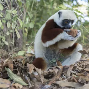 Coquerel's sifaka searching fallen fruit on forest floor Print Coquerel's sifaka searching fallen fruit on forest floor Print