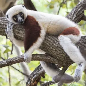 Coquerels sifaka (Propithecus coquereli) in tree, relaxing, Ankarafantsika National Park Coquerels sifaka (Propithecus coquereli) in tree, relaxing, Ankarafantsika National Park