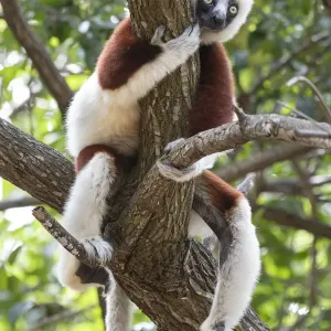 Coquerel's sifaka print, Ankarafantsika National Park tree scene Coquerel's sifaka print, Ankarafantsika National Park tree scene