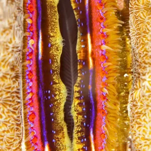 Coral Clam Print, Close-up Image Coral Clam Print, Close-up Image
