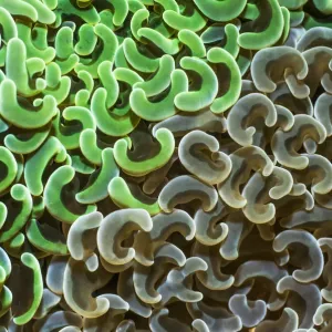 Les polypes de corail (Euphyllia encore) sont bruns et verts. La passe de Lembeh, Sulawesi du Nord, Indonésie. Les polypes de corail (Euphyllia encore) sont bruns et verts. La passe de Lembeh, Sulawesi du Nord, Indonésie.