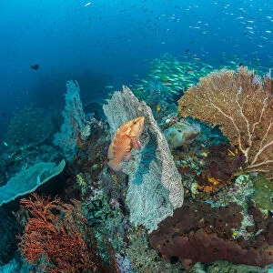 Coral grouper (Cephalopholis miniata) waits in ambush, hiding against a seafan