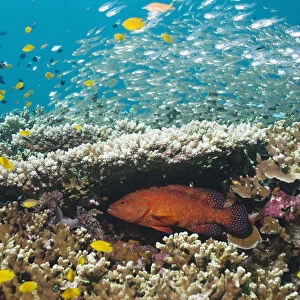 Coral hind (Cephalopholis miniata) lying in ambush under table coral on reef. Andaman Sea, Thailand