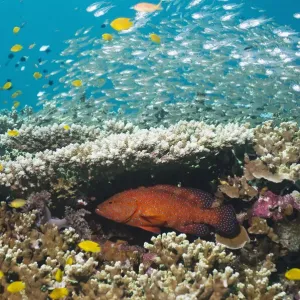 Coral hind (Cephalopholis miniata) lying in ambush under table coral on reef Coral hind (Cephalopholis miniata) lying in ambush under table coral on reef