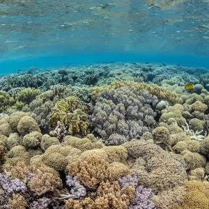 Coral Print featuring Hawksbill turtle on a reef flat Coral Print featuring Hawksbill turtle on a reef flat