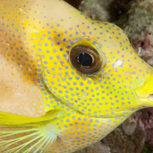 Portrait de Poisson-léopard corallien (Siganus corallinus), parc naturel récifal Tubbataha, UNESCO. Portrait de Poisson-léopard corallien (Siganus corallinus), parc naturel récifal Tubbataha, UNESCO.