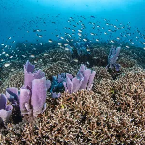 Coral reef scene, with Philippines chromis (Chromis scotochiloptera) Coral reef scene, with Philippines chromis (Chromis scotochiloptera)