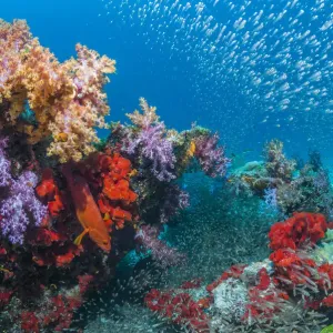 Coral Reef Print featuring Soft Corals, Sponges and Pygmy Sweepers Coral Reef Print featuring Soft Corals, Sponges and Pygmy Sweepers