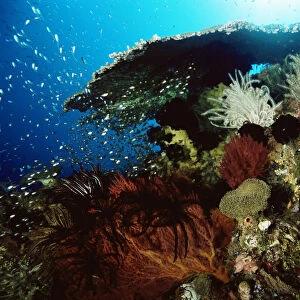 Coral reef with table coral, sea fans, crinoid feather star and school of Golden Sweepers