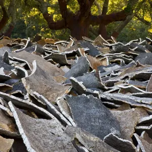 Cork from the bark of Cork oak trees {Quercus suber} Parque Natural de los Alcornocales Cork from the bark of Cork oak trees {Quercus suber} Parque Natural de los Alcornocales