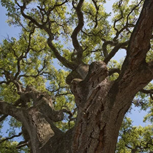 Cork oak tree (Quercus suber) Doana National & Natural Park, Huelva Province, Andalusia