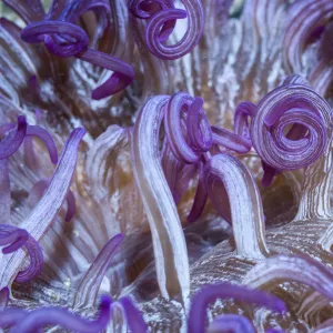 Corkscrew or Long tentacle anemone (Macrodactyla doreensis). Lembeh Strait, North Sulawesi