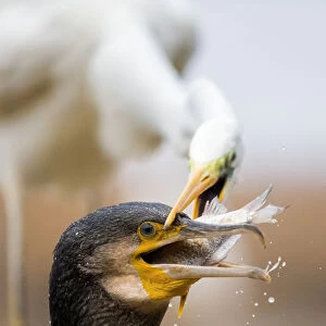 Cormorant (Phalacrocorax carbo) and Great egret (Ardea alba) fighting over fish, Lake Csaj