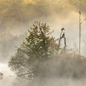 Cormorants (Phalacrocorax carbo) in early morning mist, Oisterwijkse Bossen en