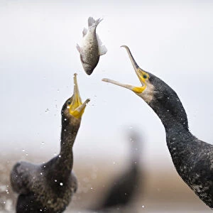 Cormorants (Phalacrocorax carbo) squabbling over fish, Lake Csaj, Kiskunsagi National Park