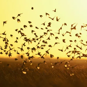 Corn buntings (Emberiza calandra) in flight, Wallasea Island Wild Coast Project, Essex