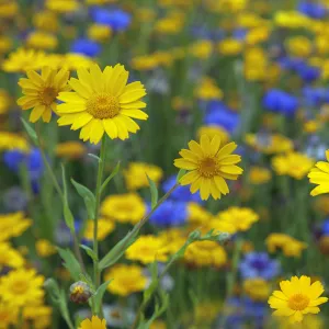 Corn Marigold (Chrysanthemum segetum) and Cornflowers (Centaurea) in flower, July, England, UK