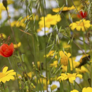 Corn Marigold (Chrysanthemum segetum) and Scentless mayweed (Tripleurospermum inodorum)