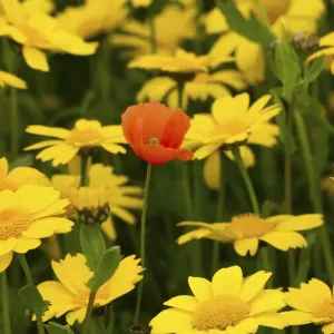 Corn marigold (Chrysanthemum segetum) and Common poppy (Papaver rhoeas), in strips