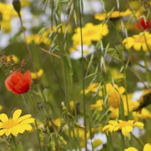 Corn Marigold (Chrysanthemum segetum) and Scentless mayweed (Tripleurospermum inodorum)
