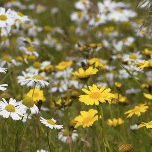 Corn Marigold and Scentless Mayweed Print, North Uist Machair Habitat