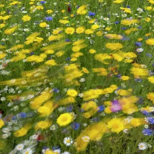 Windy Meadow Flowers Print Windy Meadow Flowers Print