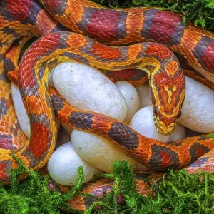 Captive Female Corn Snake Print Captive Female Corn Snake Print