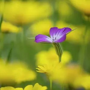 Corncockle (Agrostemma githago) and Corn marigolds (Chrysanthemum segetum) flowering in sown wildflower meadow, Surrey, UK. March Corncockle (Agrostemma githago) and Corn marigolds (Chrysanthemum segetum) flowering in sown wildflower meadow, Surrey, UK. March