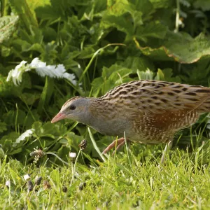 Corncrake (Crex crex) walking at dawn on Machair, North Uist, Scotland, UK, June