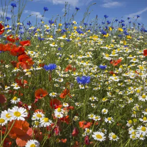 Cornfield annual summer wildflowers growing on one of the plant charity Landlife s