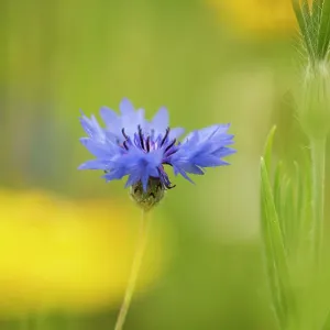 Cornflower (Centaurea cyanus) in flower, Surrey, UK. March Cornflower (Centaurea cyanus) in flower, Surrey, UK. March