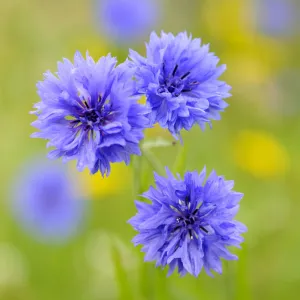 Cornflower (Centaurea cyanus) UK, July