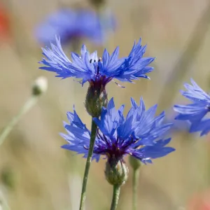 Cornflowers (Centaurea cyanus) in fallow fields, near Sugano, Orvieto, Italy, June