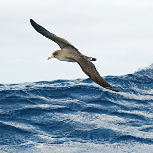 Corys shearwater (Calonectris diomedea) in flight over sea, Pico, Azores, Portugal
