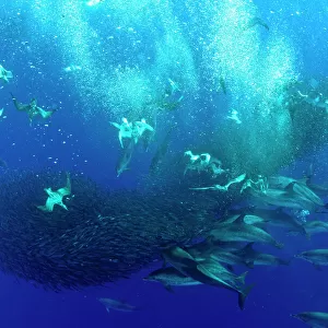 Corys shearwaters (Calonectris diomedea) diving among a mass of shoaling fish to feed