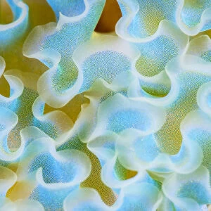 Cose up of pattern detail on the back of a Lettuce Sea Slug (Elysia crispata) The Bahamas
